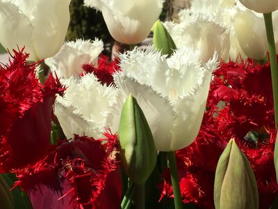 Tulips flowers