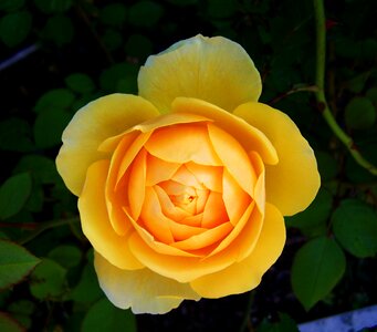 Rose yellow roses summer flower
