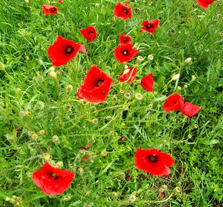 Grass poppies green photo