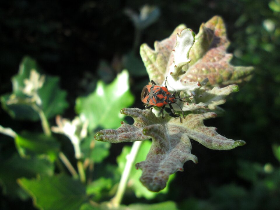 Insect firebug red malfunction
