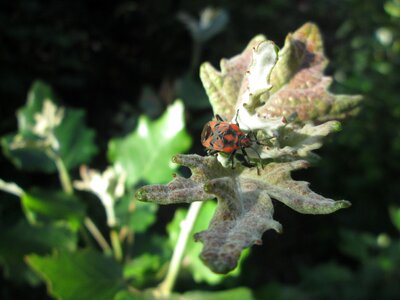 Insect firebug red malfunction