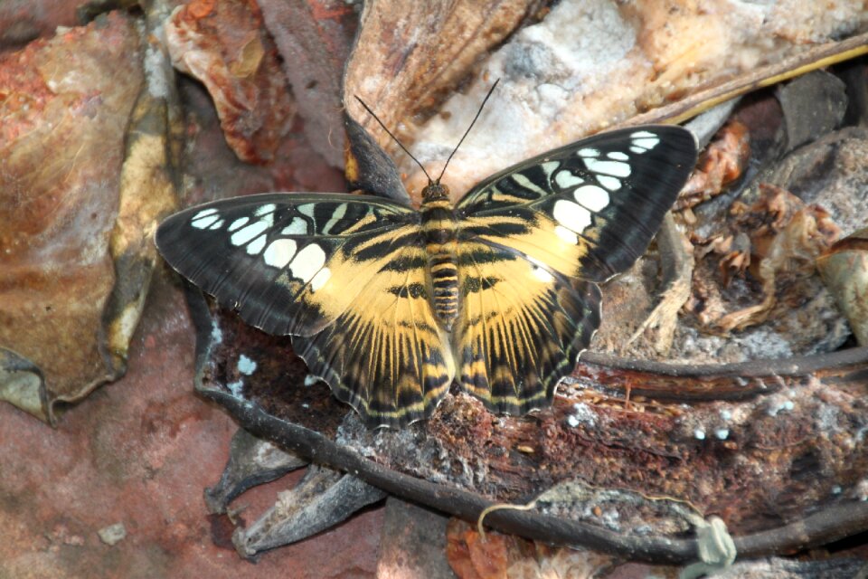 Butterfly garden butterfly still life
