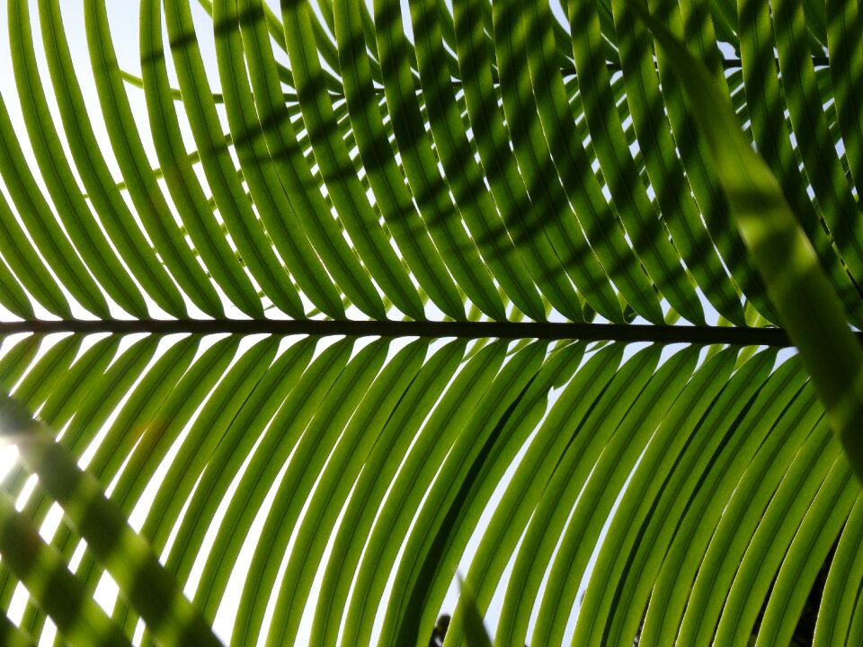 Leaf palm leaves green