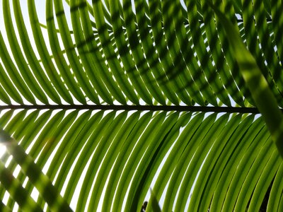 Leaf palm leaves green