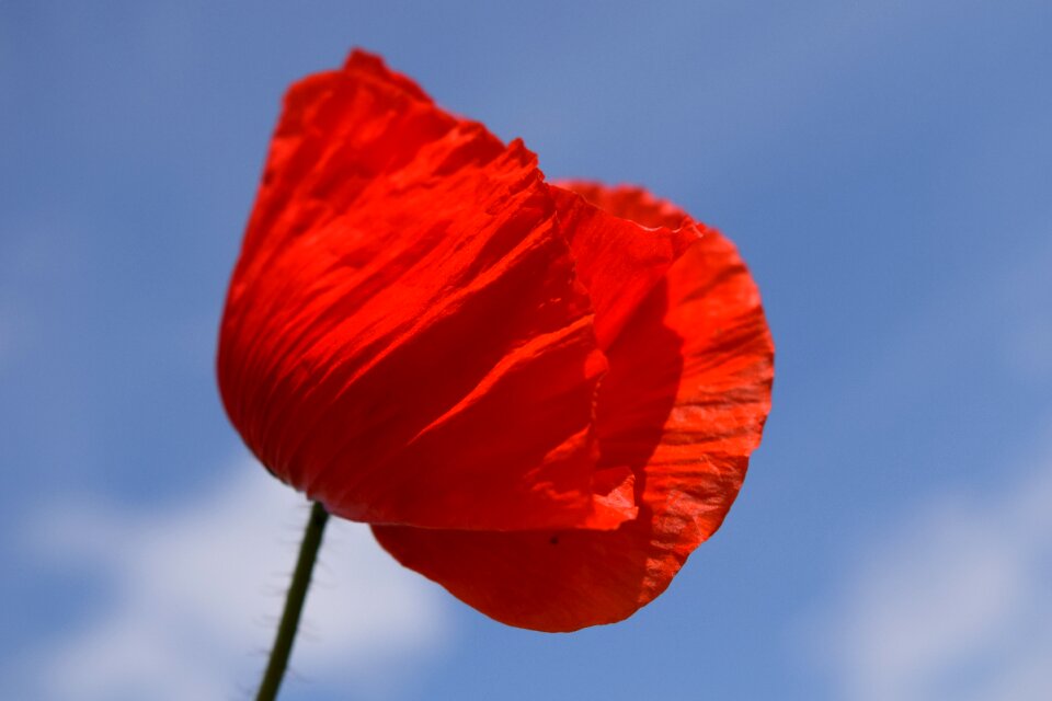 Poppy flower nature sky