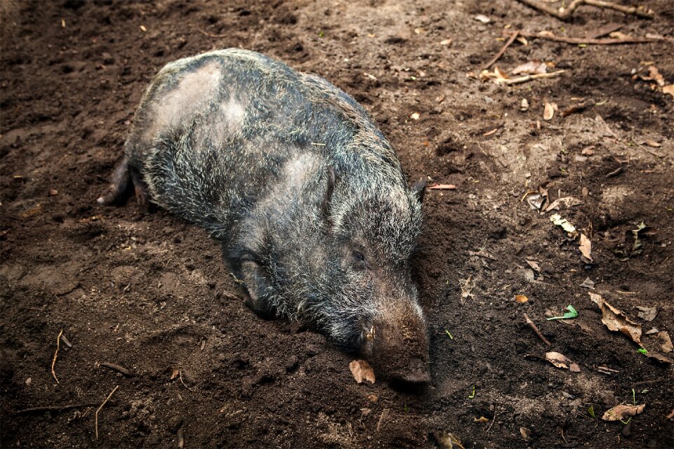 Animal mammal swine