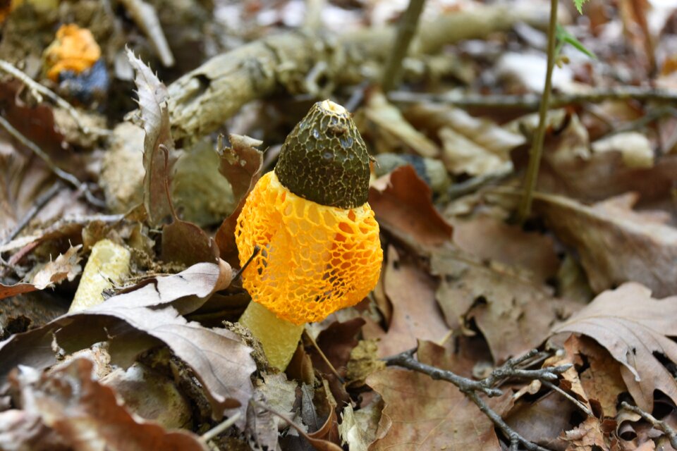 Yellow net hill