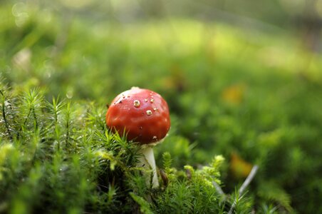 Nature red fly agaric mushroom toxic photo