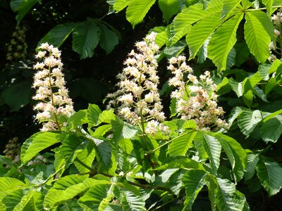 Umbel white leaves photo