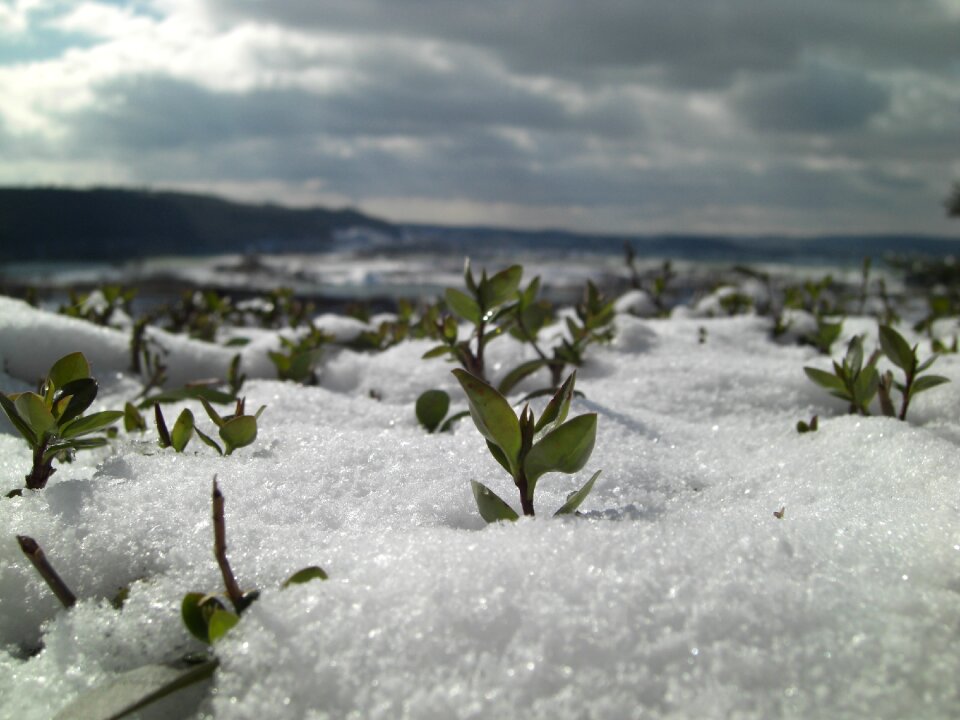 Plant eiskristalle snowy