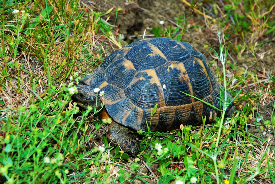 Tortoise nature herbs
