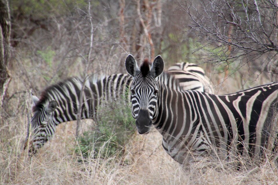 Wildlife safari animal