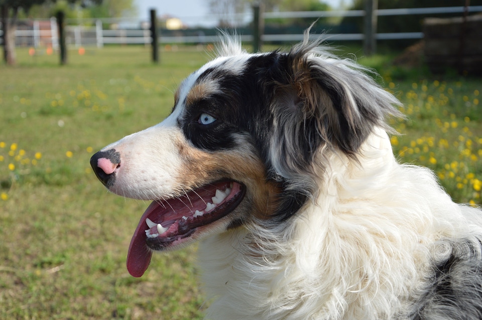 Australian sheperd blu merle blue eye