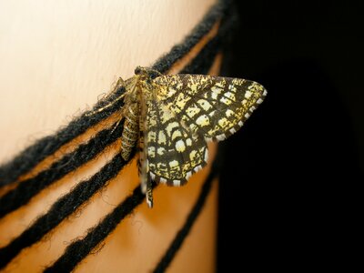 Moth insect night