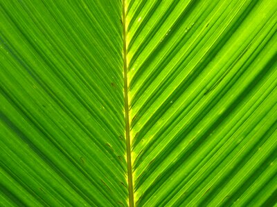 Leaf foliage palm leaves photo