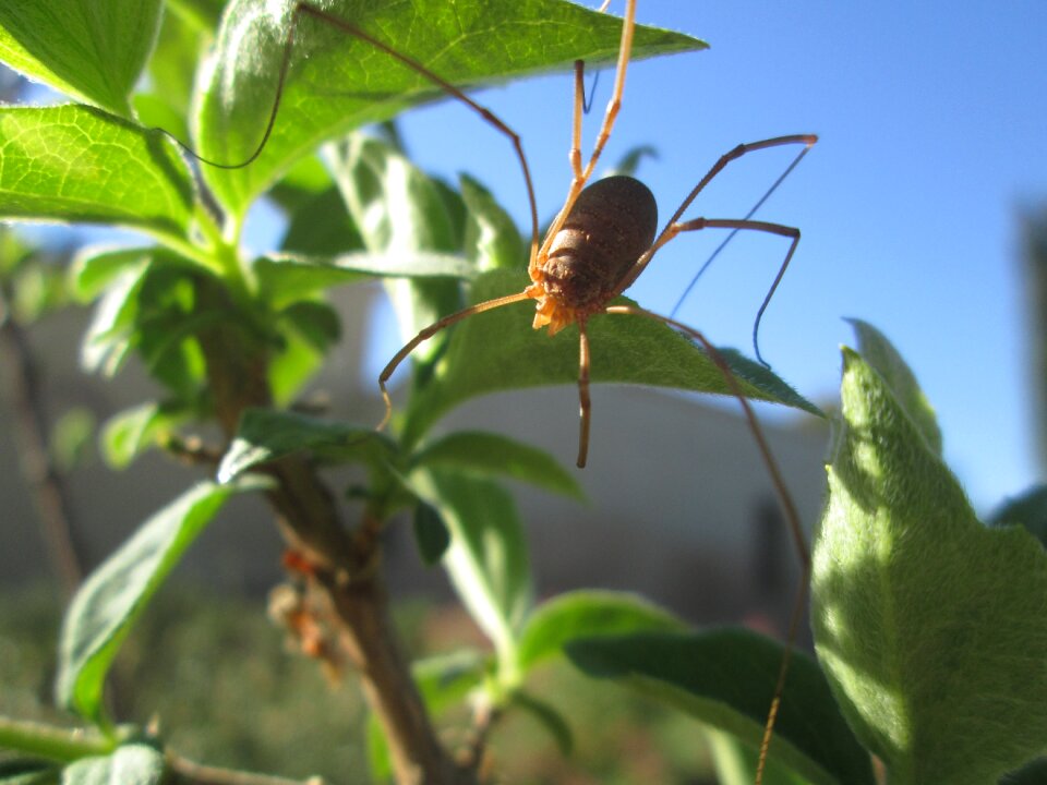 Spider long legs valencia