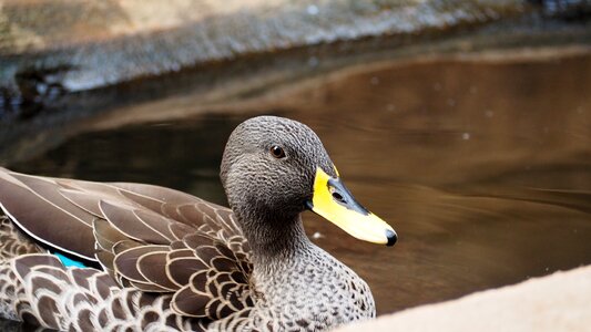 Nature wildlife animal