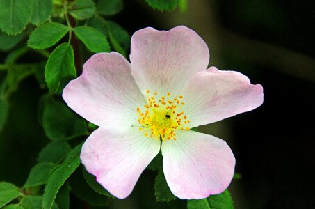 Pink flower thorns vegetation