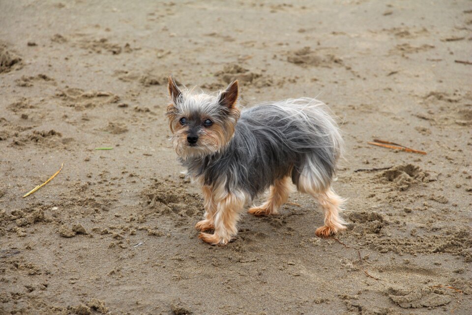 Sand coast animal
