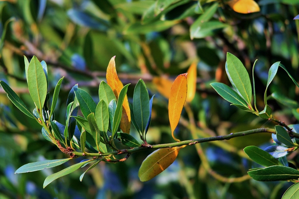 Yellow early ingredient
