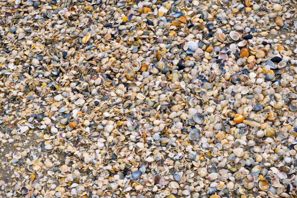 Mussels beach italy