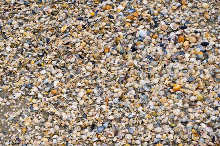 Mussels beach italy