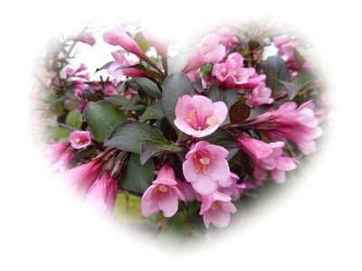 Mama wedding valentine's day