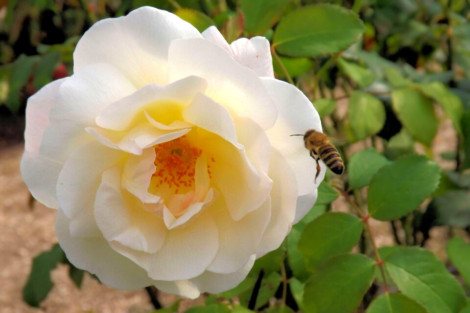 Bloom white rose rose bloom