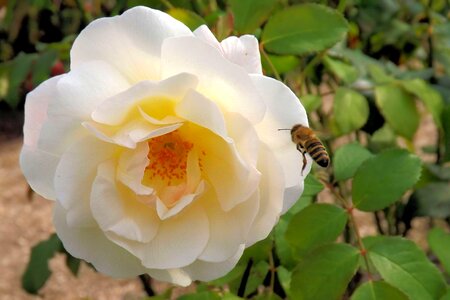 Bloom white rose rose bloom