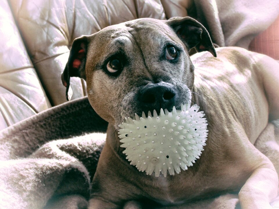 Pitbull mazel animal