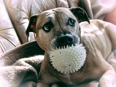 Pitbull mazel animal
