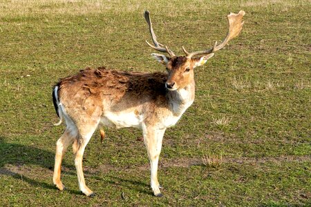 Antler carrier animal paarhufer
