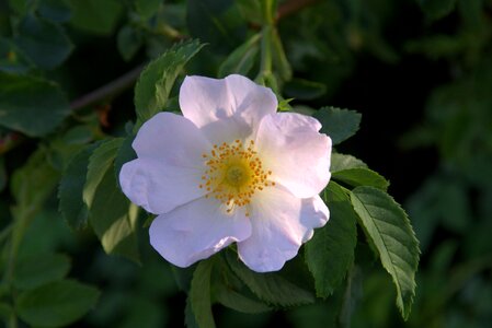 White pink cream