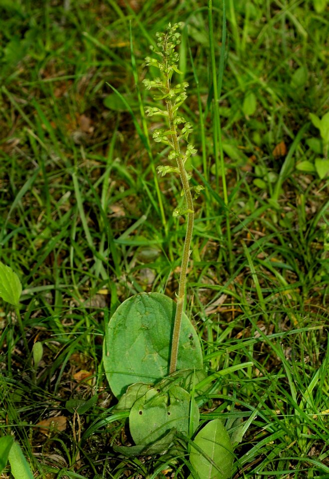 Wild orchid nature flower