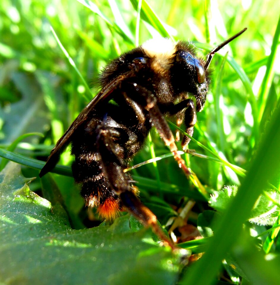 Wasp insect bug