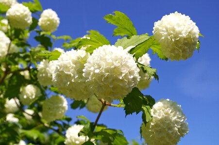 Blossom bloom fuzzy snowball