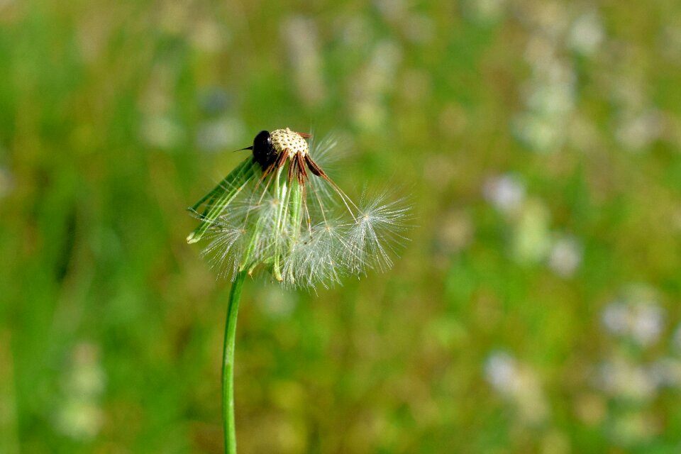 Blow blowing beetle