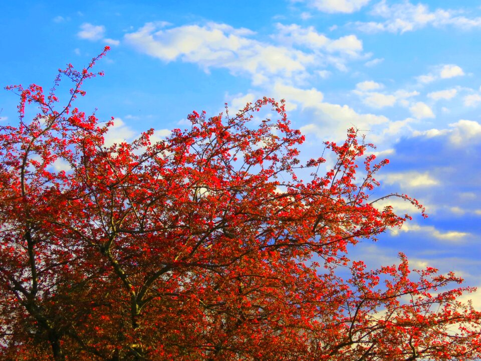 Spring red tree nature