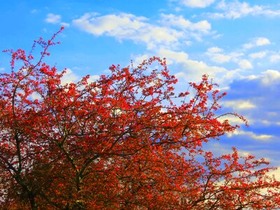 Spring red tree nature