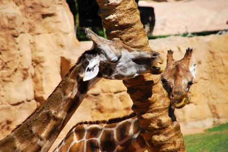 Couple africa nature