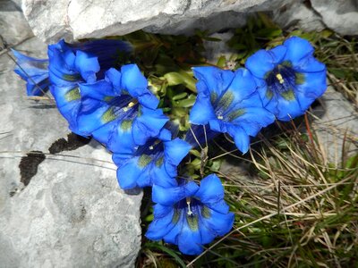 Mountain vercors wild flowers
