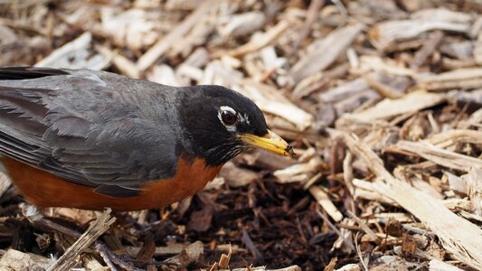 Worm beak breast photo