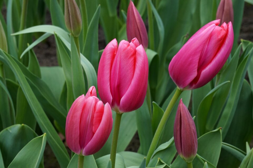 Flowers spring pink