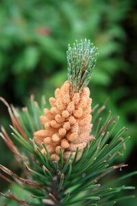 Pine greenhouse close up macro photo