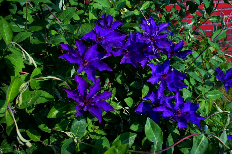 Early summer garden nature