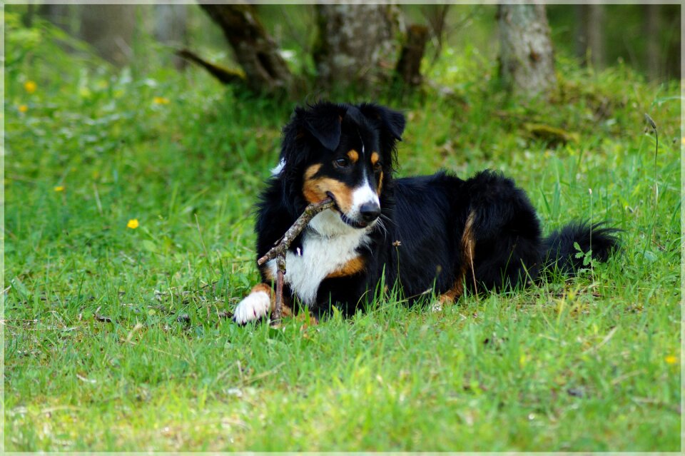 Dog on meadow sweet animal
