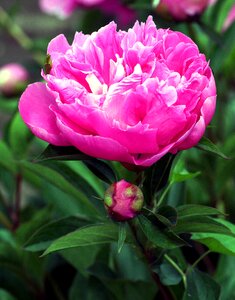 Garden pink flowering photo