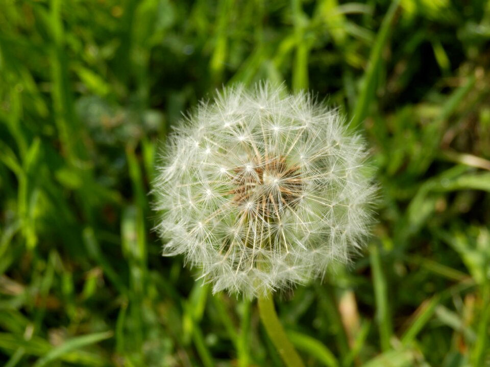 Close up pointed flower nature