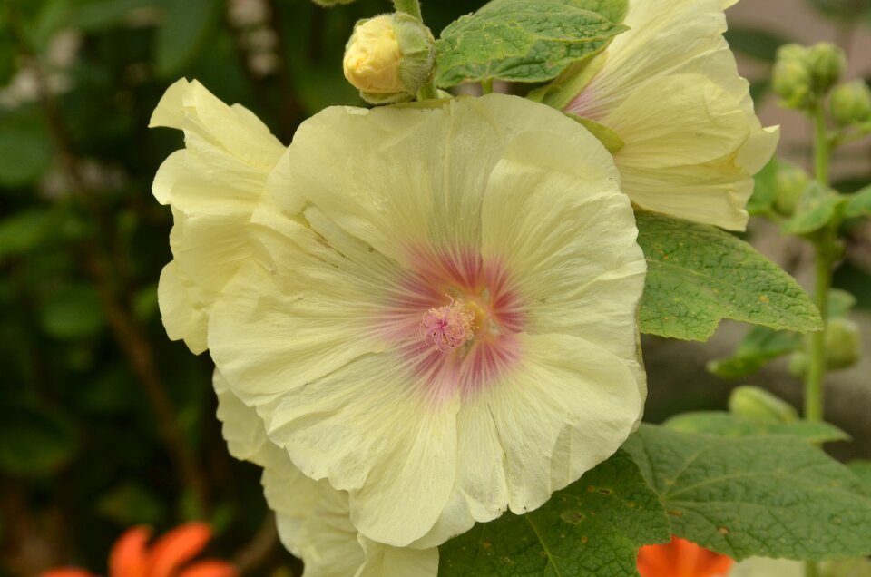 Yellow heart pestle
