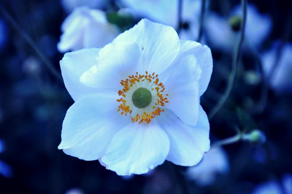 Botany nature white
